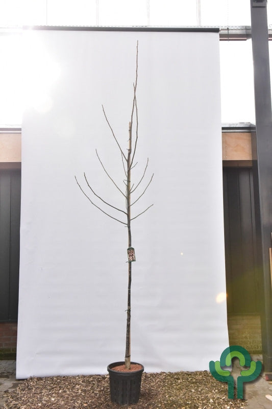 Walnoot (Juglans regia) 'Franquette'