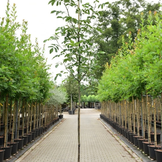 Walnoot (Juglans regia) 'Milotai 10'