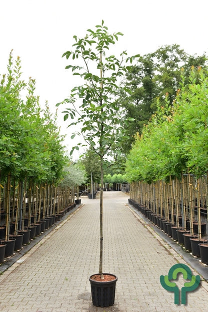 Walnoot (Juglans regia) 'Milotai 10'