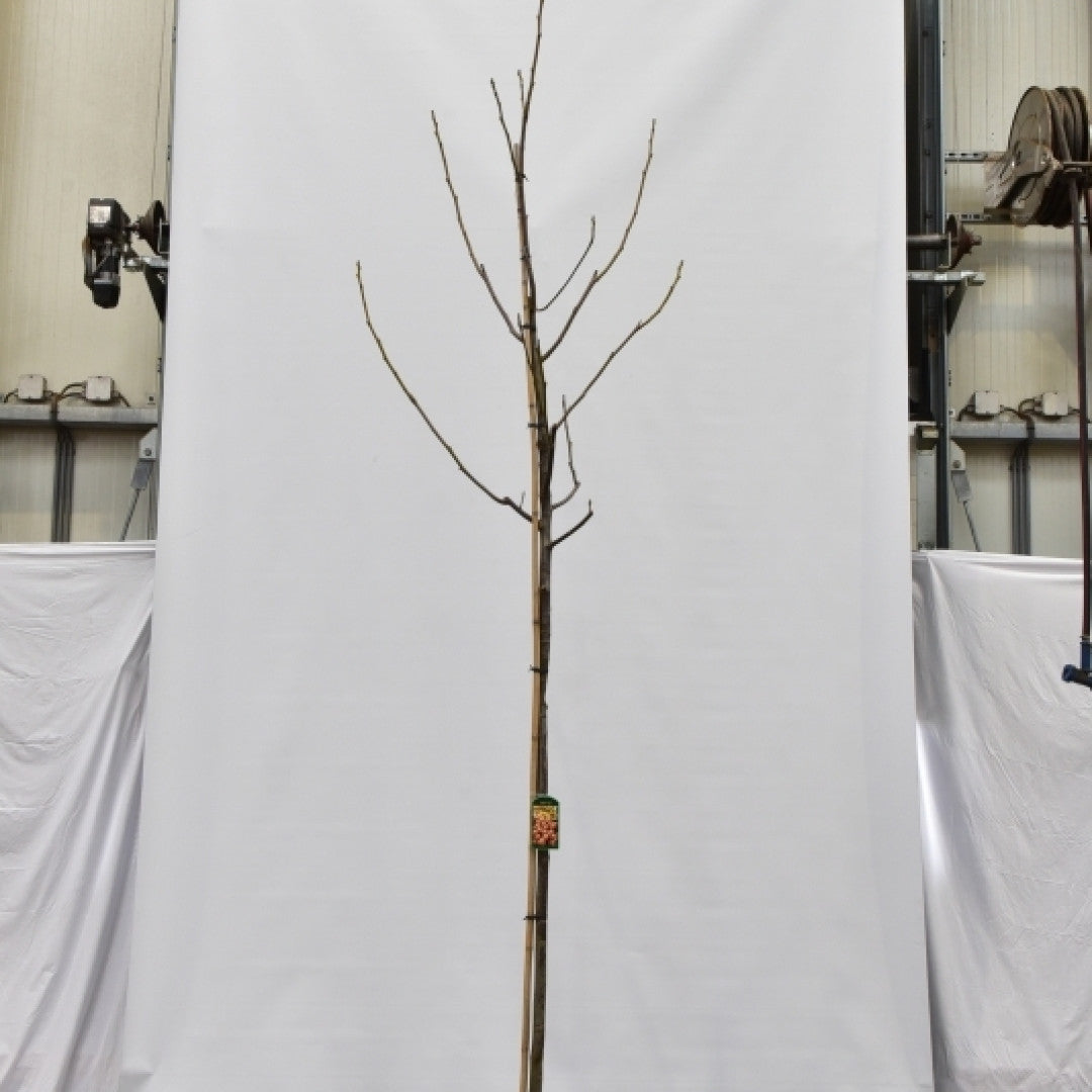 Walnoot (Juglans regia) 'Milotai 10'