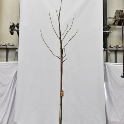 Walnoot (Juglans regia) 'Milotai 10'