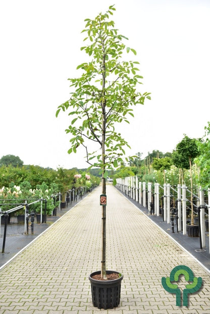 Walnoot (Juglans regia) 'Milotai 10'