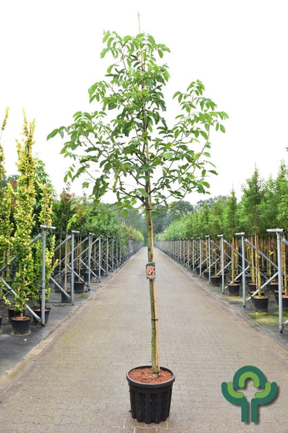 Walnoot (Juglans regia) 'Milotai 10'