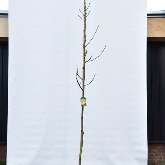 Walnoot (Juglans regia) 'Proslavski'