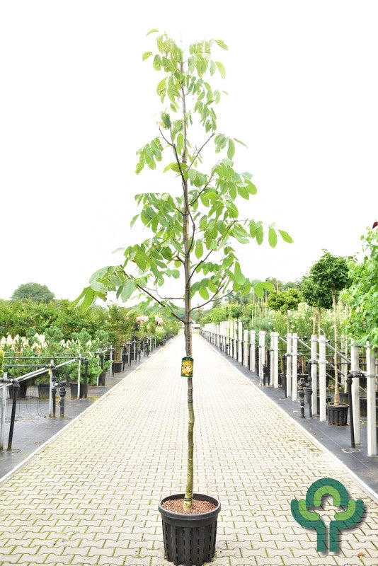 Walnoot (Juglans regia) 'Proslavski'