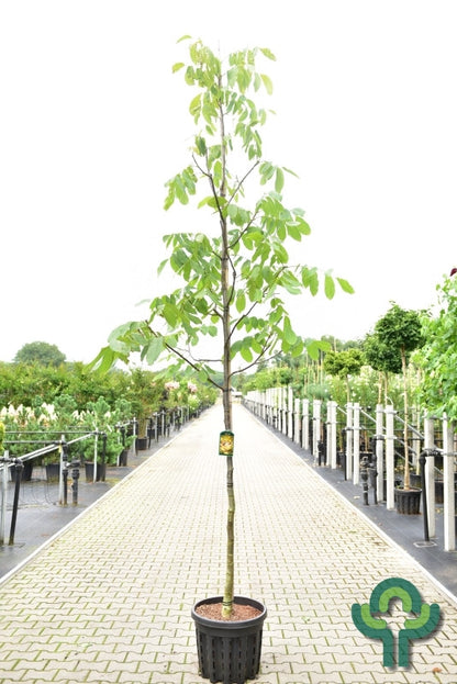 Walnoot (Juglans regia) 'Proslavski'