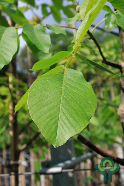 Walnoot (Juglans regia) 'Broadview'