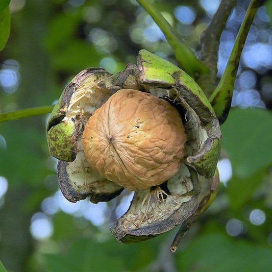 Walnoot (Juglans regia) 'Buccaneer'
