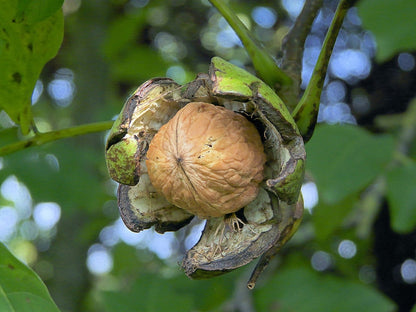Walnoot (Juglans regia) 'Buccaneer'