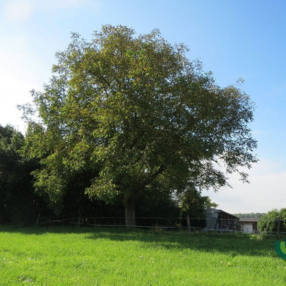 Walnoot (Juglans regia)