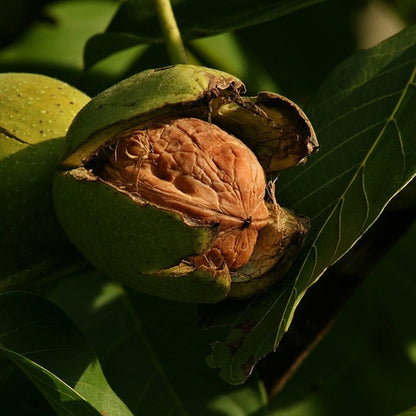 Walnoot (Juglans regia)