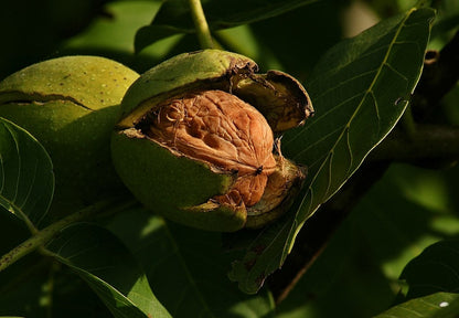 Walnoot (Juglans regia)
