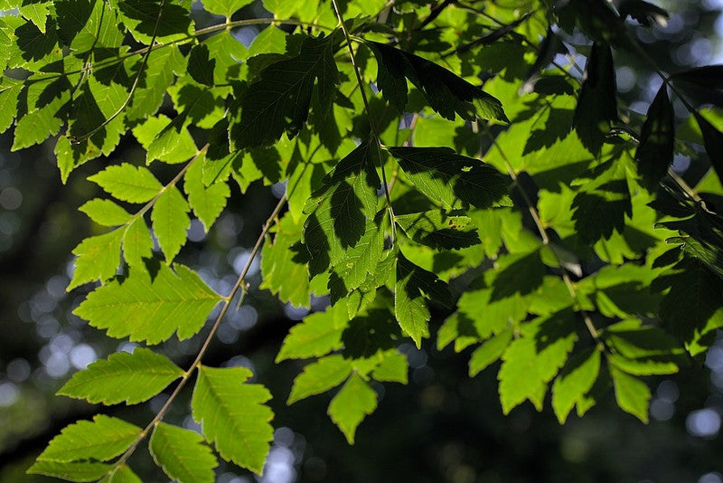 Koelreuteria paniculata
