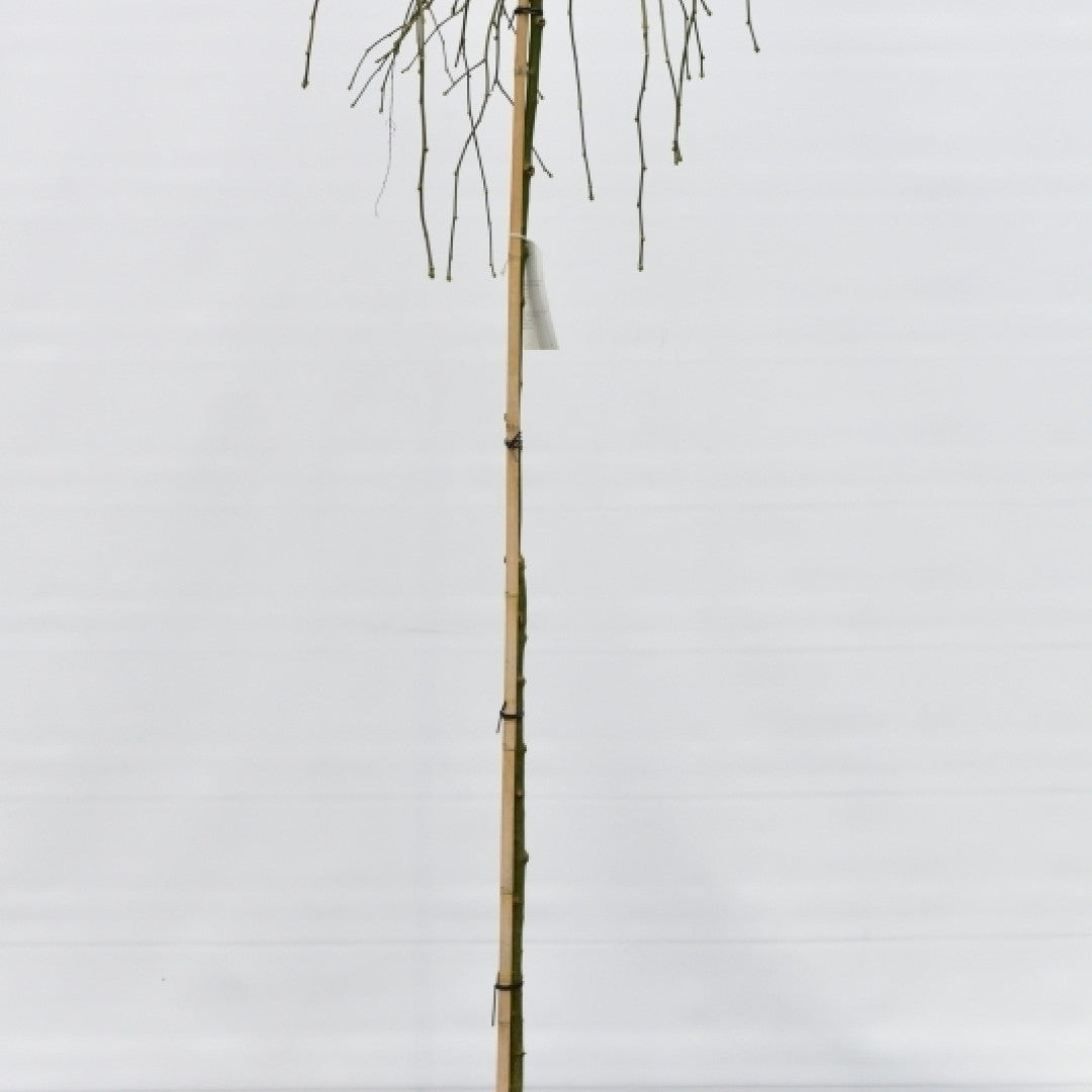 Laburnum alpinum 'Pendulum'