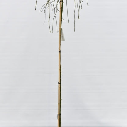 Laburnum alpinum 'Pendulum'