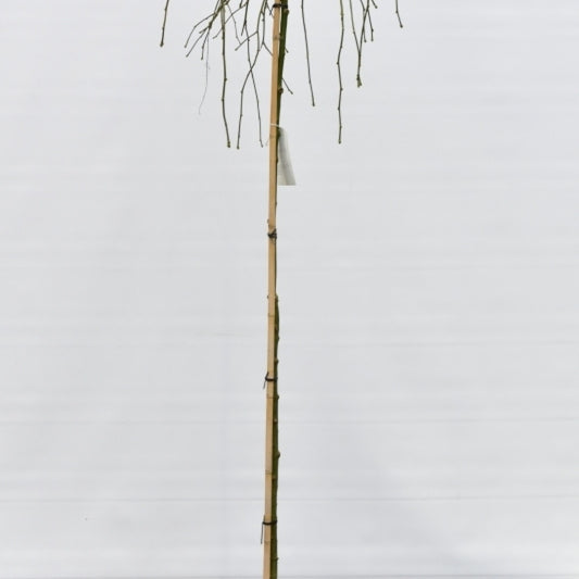 Laburnum alpinum 'Pendulum'
