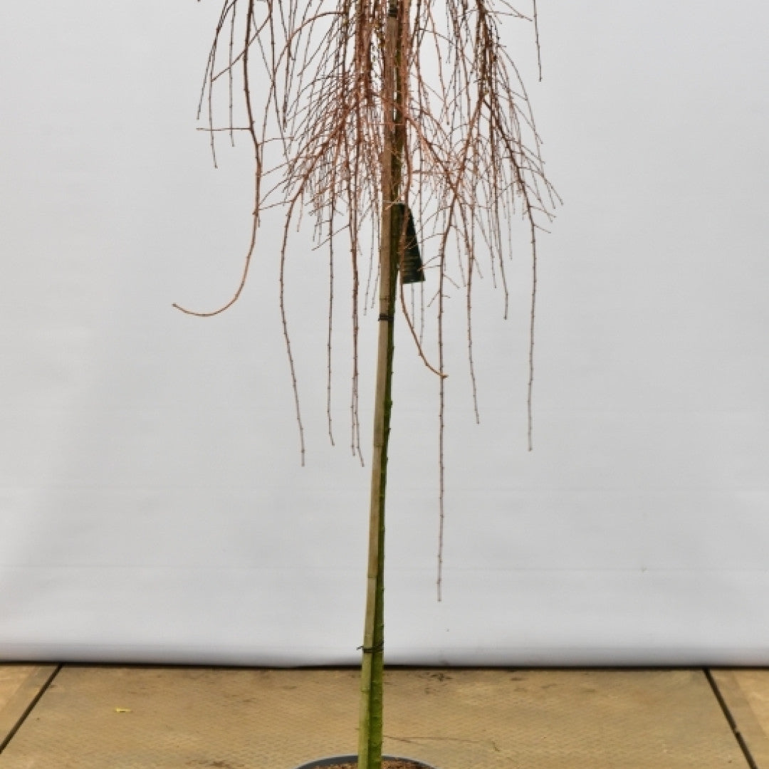 Japanse lariks (Larix kaempferi) 'Stiff Weeper'