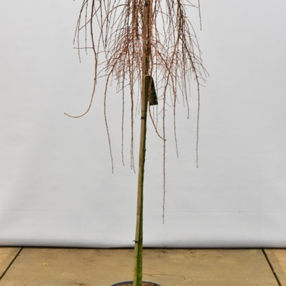 Japanse lariks (Larix kaempferi) 'Stiff Weeper'
