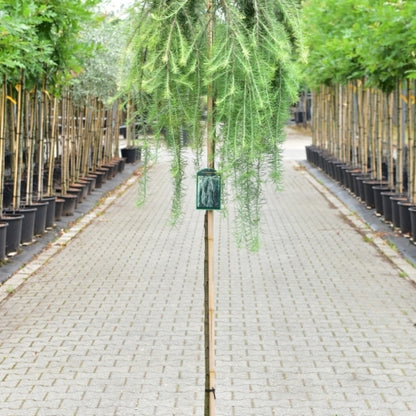 Japanse lariks (Larix kaempferi) 'Stiff Weeper'