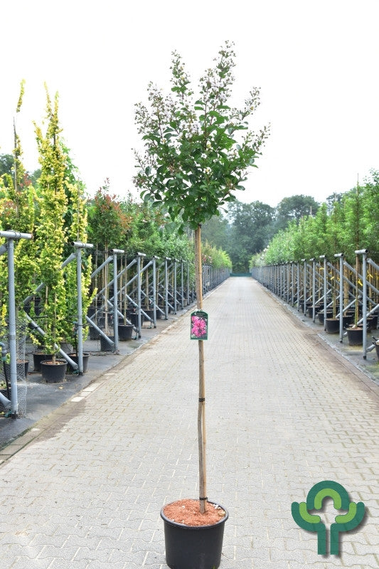 Lagerstroemia 'Pink Velours'