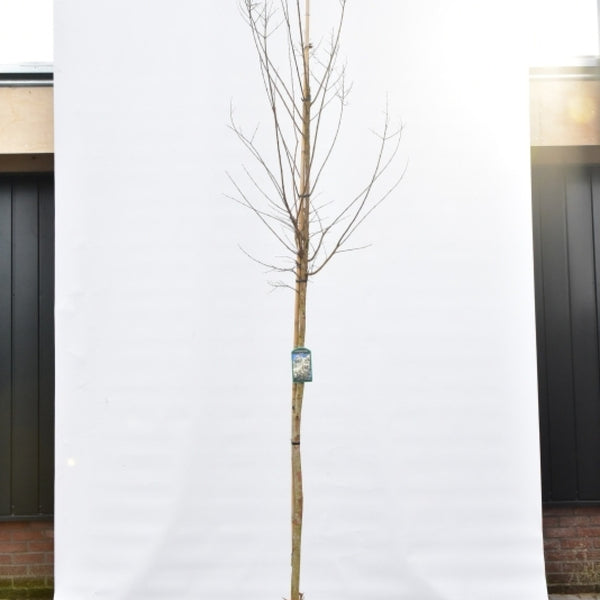 Lagerstroemia 'Sara's Favorite'