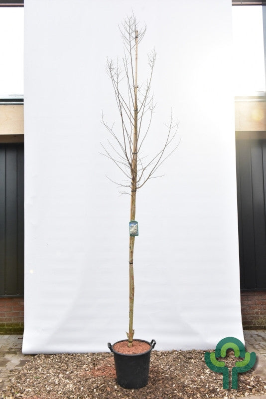 Lagerstroemia 'Sara's Favorite'