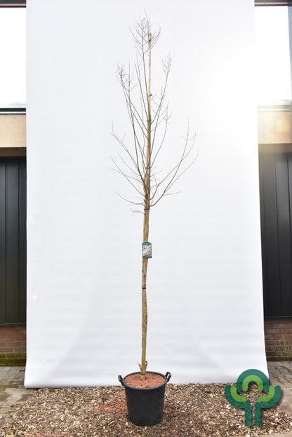 Lagerstroemia 'Sara's Favorite'