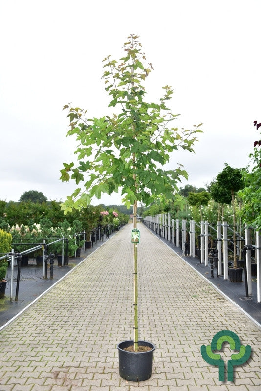 Liquidambar formosana 'Ellen'