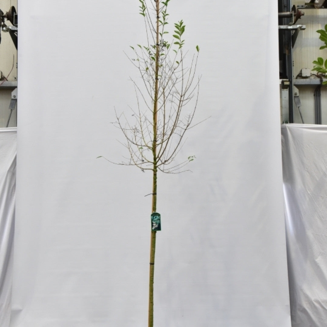 Ligustrum ovalifolium
