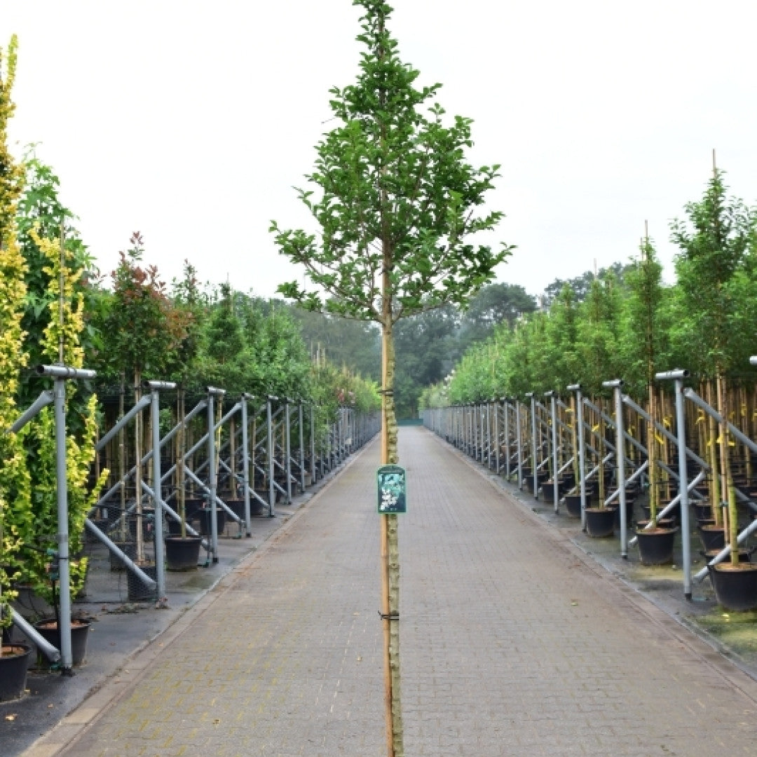 Ligustrum ovalifolium