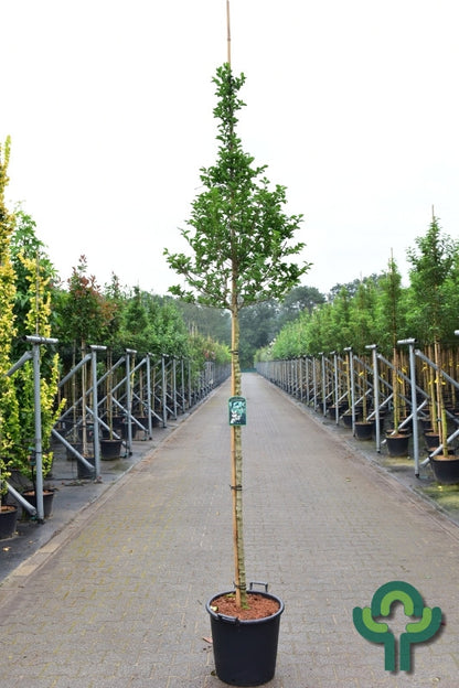 Ligustrum ovalifolium