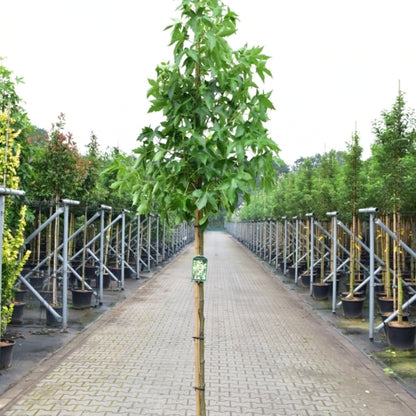 Liquidambar styraciflua 'Brotzman'