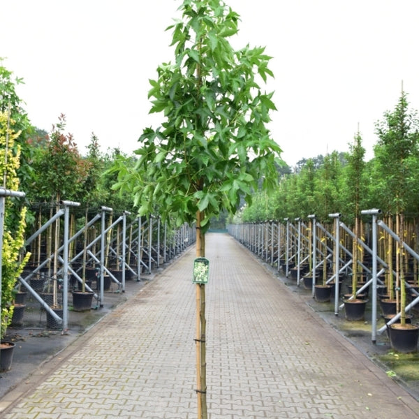 Liquidambar styraciflua 'Brotzman'