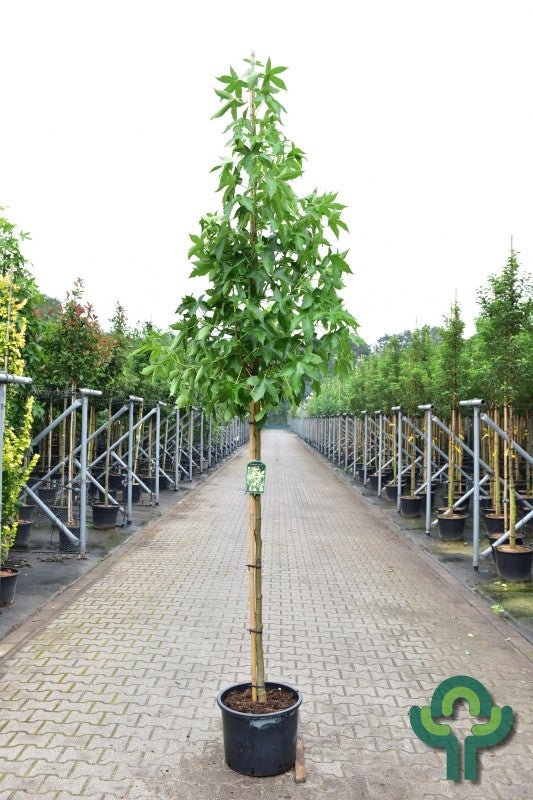 Liquidambar styraciflua 'Brotzman'