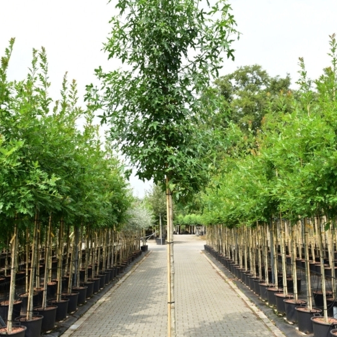Liquidambar styraciflua 'Jason'