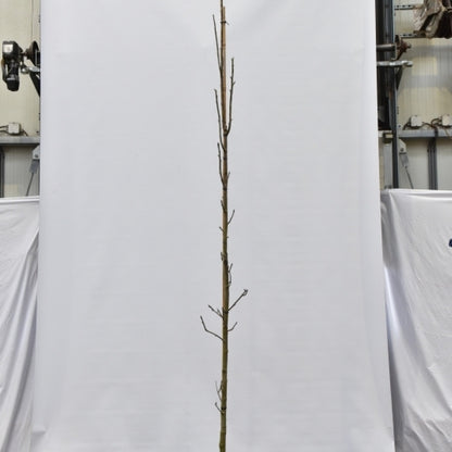 Liquidambar styraciflua 'Oakville Highlight'