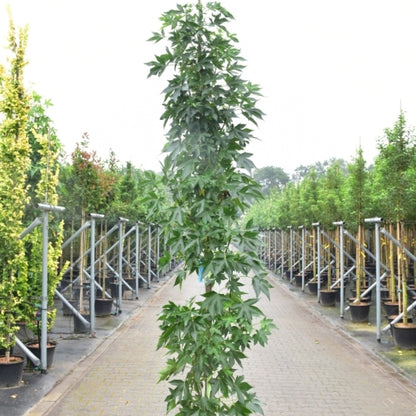 Liquidambar styraciflua 'Oakville Highlight'
