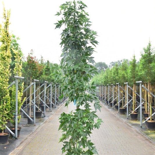 Liquidambar styraciflua 'Oakville Highlight'