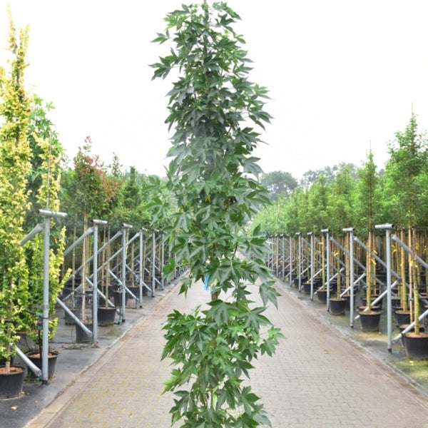 Liquidambar styraciflua 'Oakville Highlight'