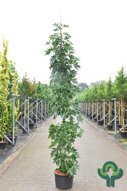 Liquidambar styraciflua 'Oakville Highlight'