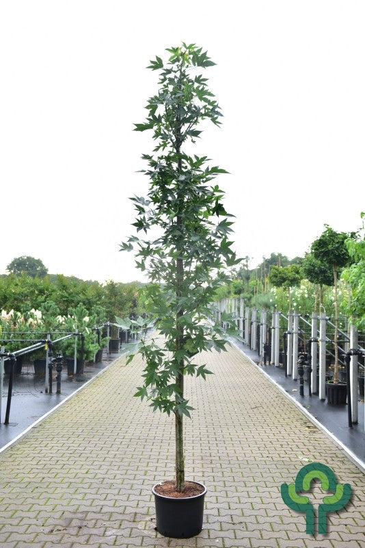 Liquidambar styraciflua 'Oakville Highlight'