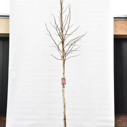 Liquidambar styraciflua 'Palo Alto'