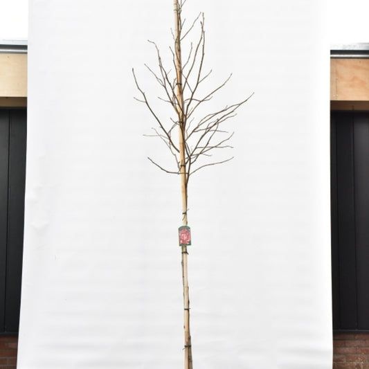 Liquidambar styraciflua 'Palo Alto'