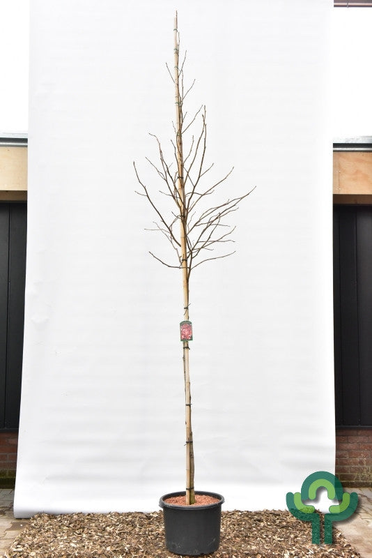 Liquidambar styraciflua 'Palo Alto'