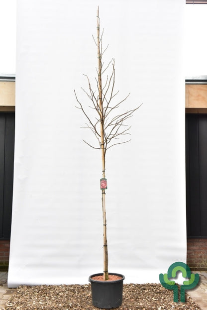 Liquidambar styraciflua 'Palo Alto'