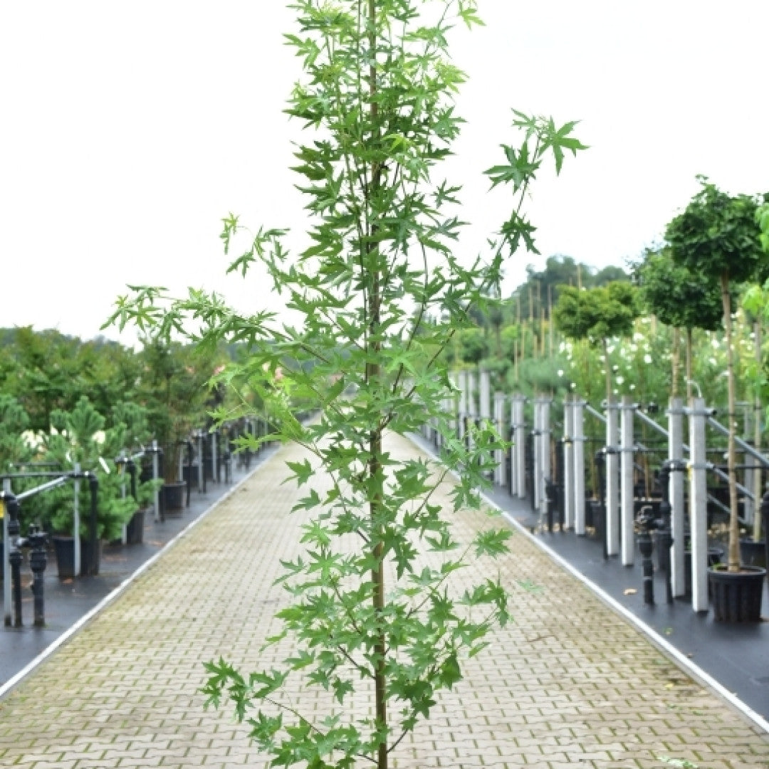 Liquidambar styraciflua 'Stared'