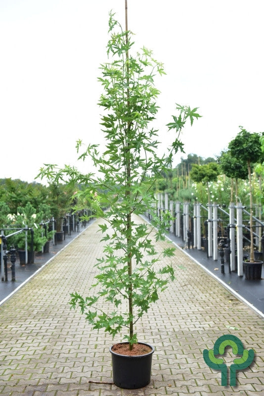 Liquidambar styraciflua 'Stared'