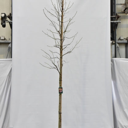 Liquidambar styraciflua 'Thea'