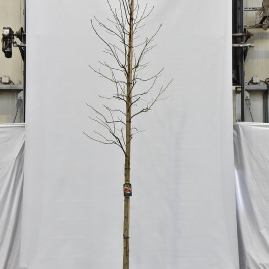 Liquidambar styraciflua 'Thea'