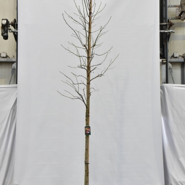Liquidambar styraciflua 'Thea'